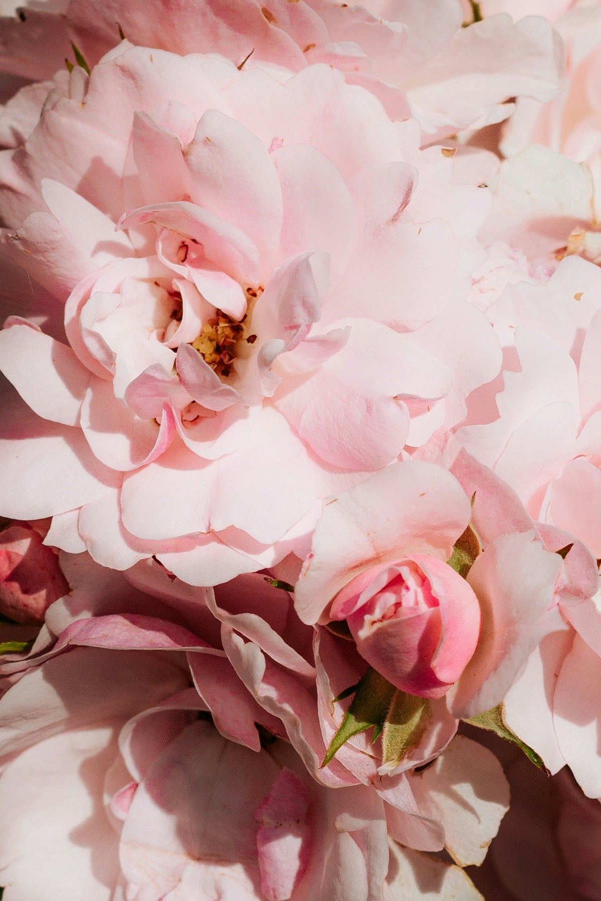 FLORALES Y ENVOLVENTES